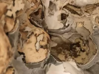 Intricate 1850's ceiling rose restoration