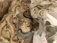 Intricate 1850's ceiling rose restoration