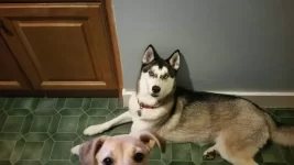 the #BGSmoothie Smoothie competition discussion thread