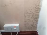 Green mould on fresh plaster