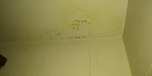 Anyone know what kind of mold this is? I just found it in my closet on one side and i get close to my closet. My nose starts itching d i have chronic