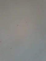 Which plastering job is better and why?