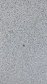 Weber Pral M Render Issues - Help please for best way forward