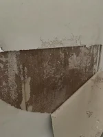 Bridging or rising damp?