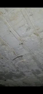 Signs of damp on exterior wall?