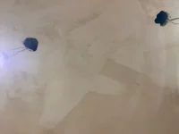 Plastered Ceiling - Good Finish?