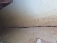 Distemper or not?