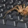 Big Hairy Spider