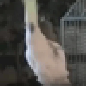 944B8530-C04B-494D-8A34-98451CB2BADB.gif